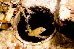 Playing peek a boo in a wreck portfole
nikonos v 28mm lense by Marylin Batt 